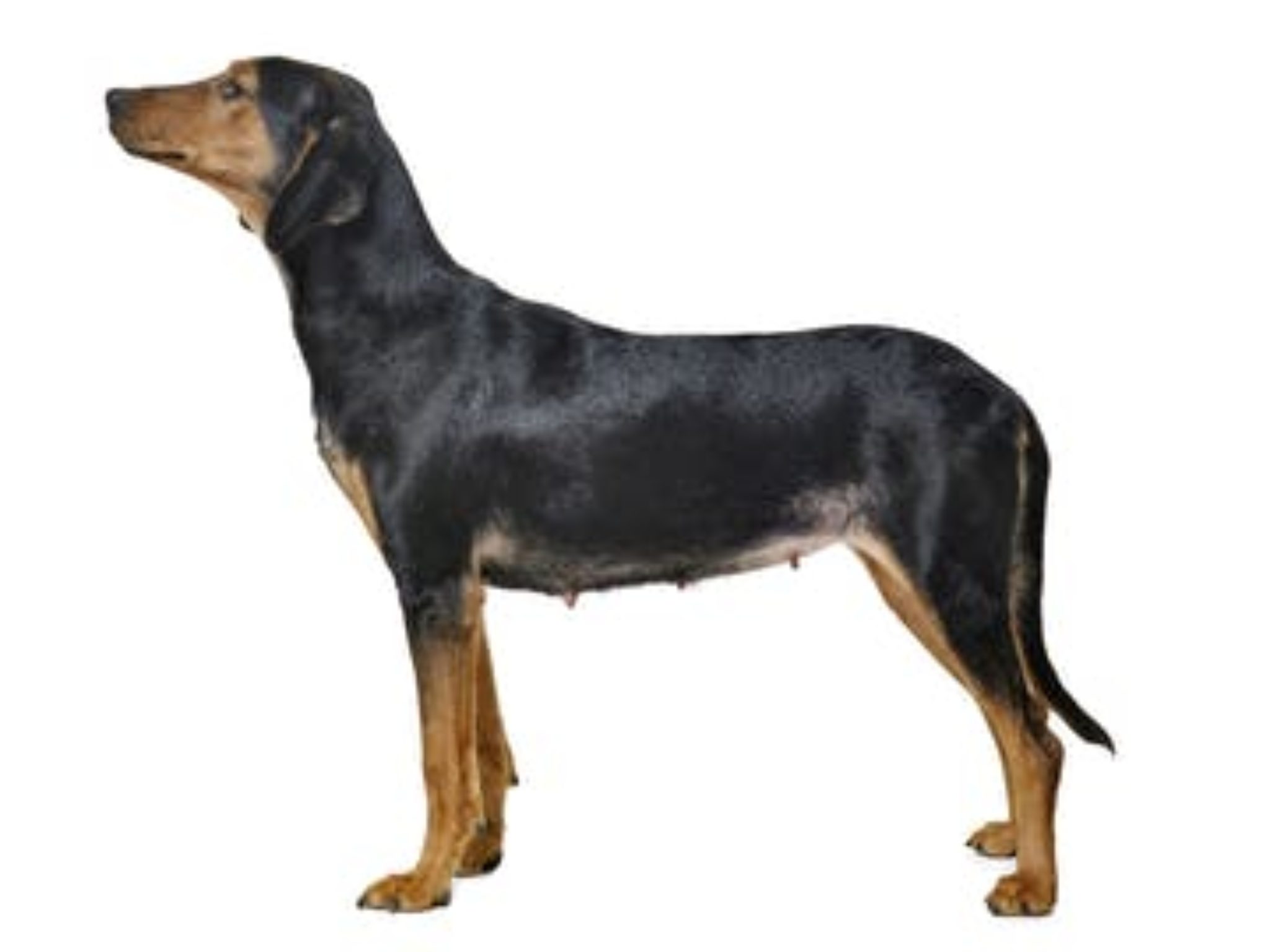 Segugio Ellenico - Doggami