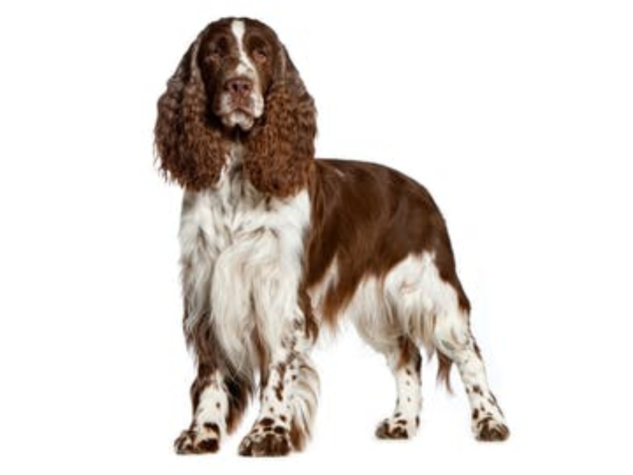 Springer Spaniel Inglese - Doggami