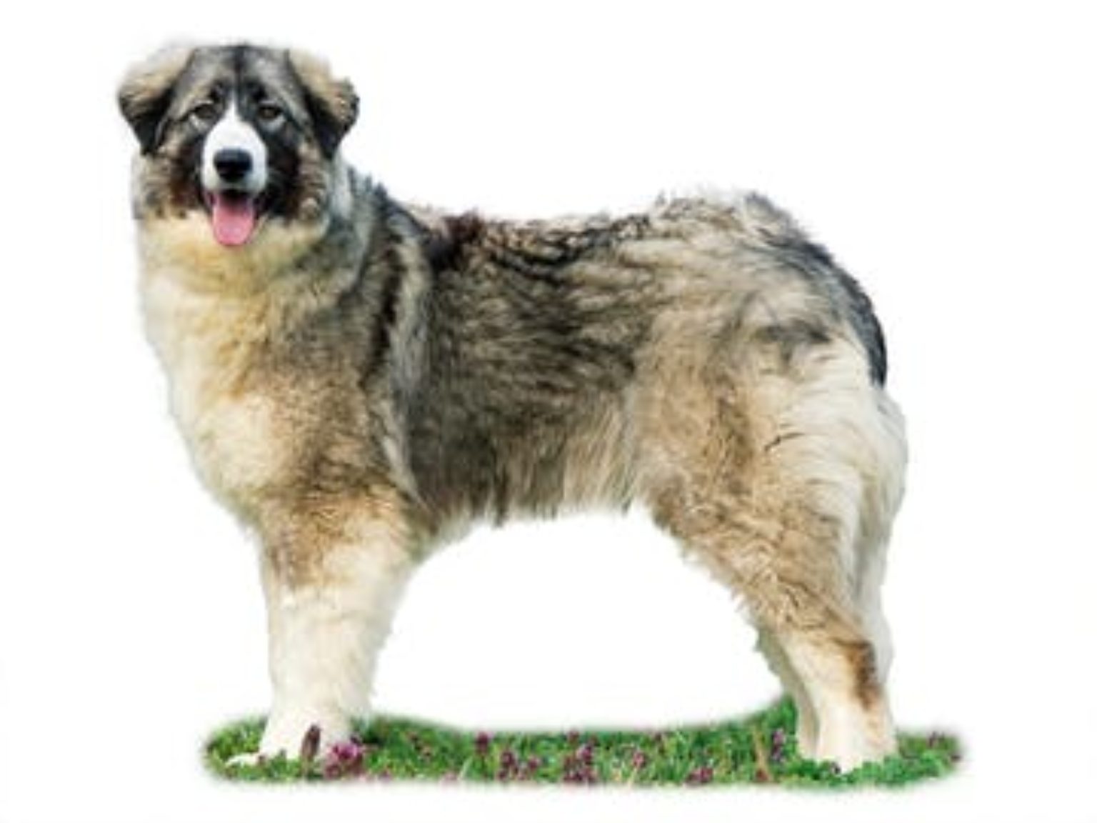 Romanian Carpathian Shepherd Dog - Doggami