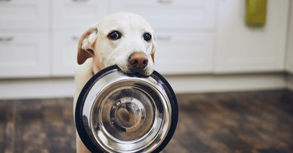 consigli sull'alimentazione del cane